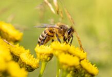 Abeja polinizando una flor