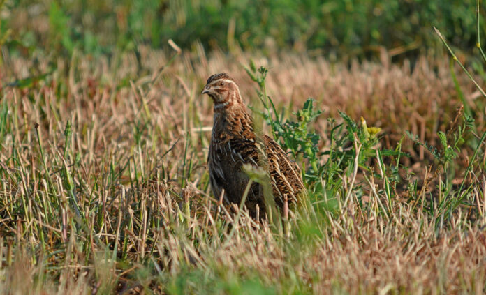 Codorniz. Foto: José Manzano